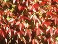 Ampelopsis veitchii Image 1