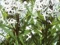 Amsonia amsonia Image 1