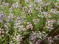 Amsonia orientalis Image 1