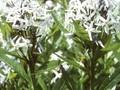 Amsonia tabernaemontana Image 1