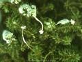 Anacharis canadensis Image 1
