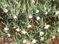 Andromeda glaucophylla Image 1