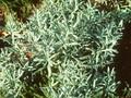 Andromeda glaucophylla Latifolia Image 1