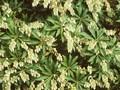 Andromeda japonica Image 1