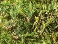 Andromeda polifolia Image 1