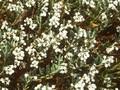 Andromeda polifolia Compacta Image 1