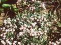 Andromeda polifolia Grandiflora Image 1