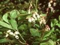 Andromeda racemosa Image 1