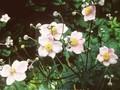 Anemone hupehensis Praecox Image 1