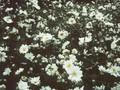 Anemone Japonica-Grp Whirlwind Image 1