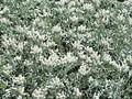 Antennaria dioica var borealis Image 1