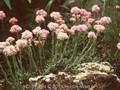 Antennaria dioica Nyewoods Variety Image 1