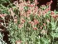 Antennaria dioica Rubra Image 1
