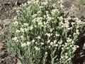 Antennaria margaritacea Image 1