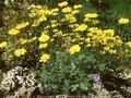 Anthemis biebersteiniana Image 1