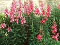 Antirrhinum majus Image 1