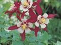 Aquilegia Crimson Star Image 1