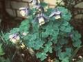 Aquilegia akitensis Image 1