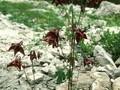 Aquilegia atrata Image 1