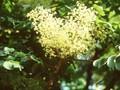 Aralia chinensis Image 1