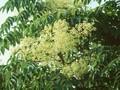 Aralia elata Image 1