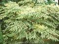 Aralia elata Argenteomarginata Image 1