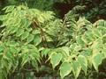 Aralia elata Aureovariegata Image 1