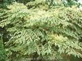 Aralia elata Variegata Image 1