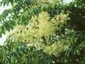 Aralia mandshurica Image 1