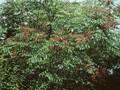 Aralia spinosa Image 1