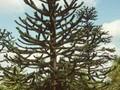 Araucaria imbricata Image 1