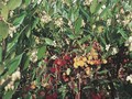 Arbutus unedo Compacta Image 1
