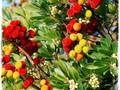 Arbutus unedo Image 1