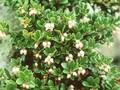 Arbutus uva-ursi Image 1