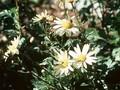 Arctanthemum arcticum Schwefelglanz Image 1