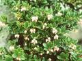 Arctostaphylos uva-ursi Image 1