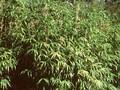 Arundinaria japonica Image 1