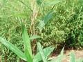 Arundinaria latifolia Image 1