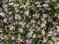 Asperula azurea Image 1