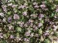 Asperula orientalis Image 1