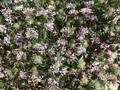 Asperula setosa Image 1