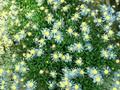 Aster bergerianus Image 1