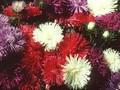 Aster chinensis Image 1