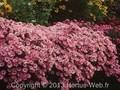 Aster dumosus Image 1