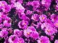 Aster dumosus Gulliver Image 1