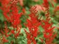 Astilbe arendsii Glut Image 1