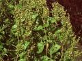 Atriplex hortensis Image 1