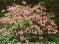 Azalea albrechtii Image 1
