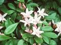 Azalea viscosa Image 1
