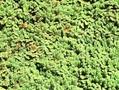 Azolla caroliniana Image 1